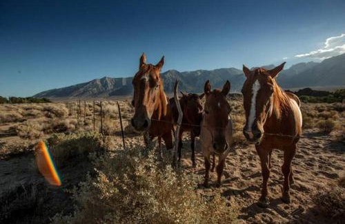 Amazing Lone Pine Cabin for Glamping in California - Foto 24
