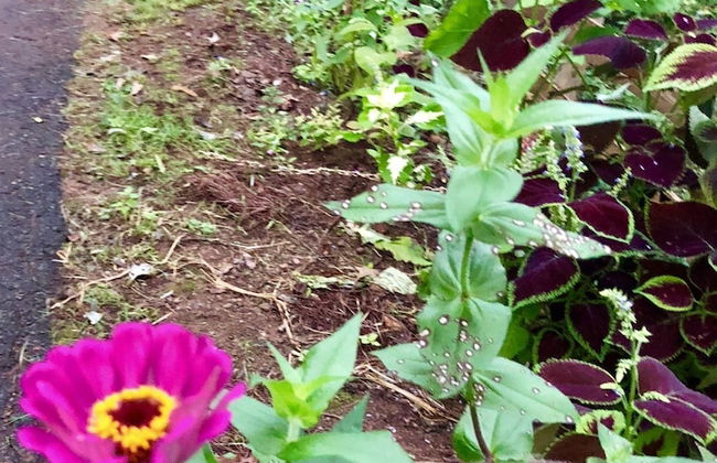 Mountain of Dreams At Lavista Cove - Foto 19