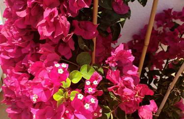 Appartement Super Terrasse Vue Panoramique Mer - Foto 10