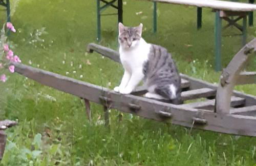 Am Hohestein - Foto 21