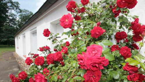 Ferienhaus Huus ton witten Barg - Foto 3, Garden