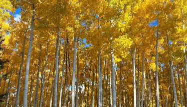 Beaver Creek 2 Bed 2 Bath Condo 1 MIN Walk to Elk Lot - Foto 5