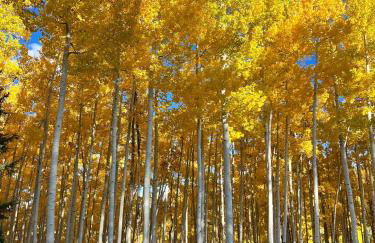 Beaver Creek 2 Bed 2 Bath Condo 1 MIN Walk to Elk Lot - Foto 5