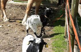 Agriturismo Corte Gaia - Foto 71