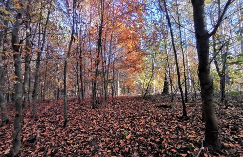 Butterfly Factory - Foto 55