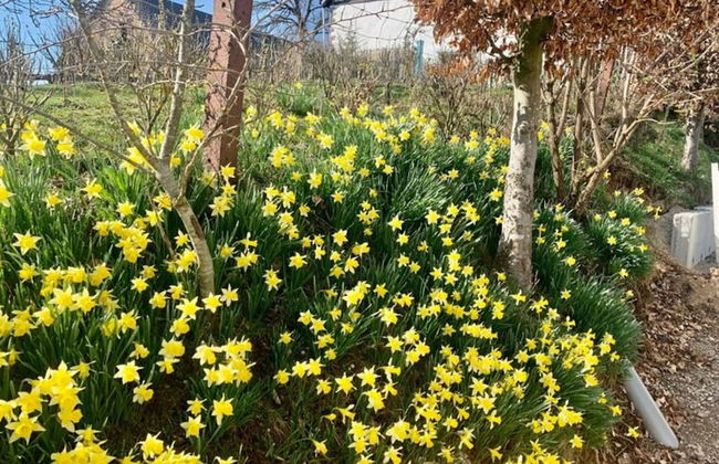 Beautiful Chalet Near the Forest in Malmedy - Foto 34