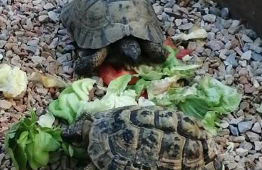Cosy Studio en Provence - Foto 12