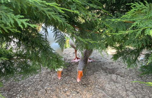 Mallard s Retreat - Photo 24