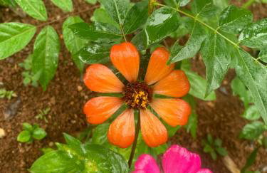 Chácara da Dinda - Photo 59