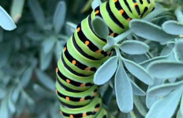 Casa 1-Quinta dos Penedos - Foto 43