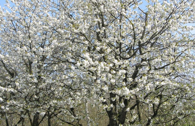Peaceful Farmside Bungalow - Photo 25