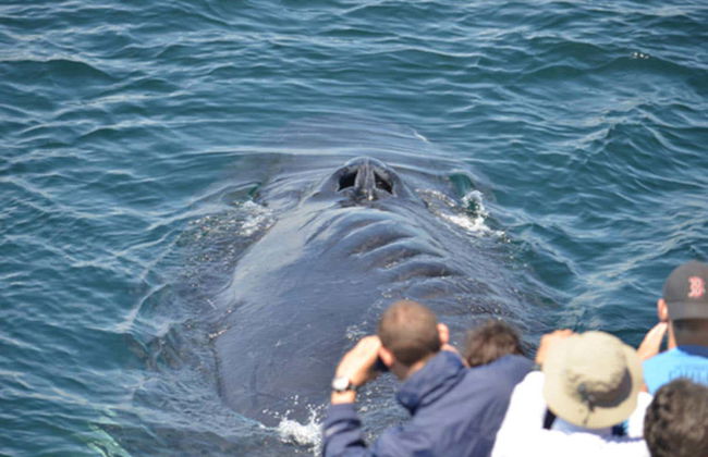 Boston Whale Watching Cruise - Foto 6