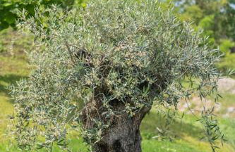 Villa Toro - Foto 16