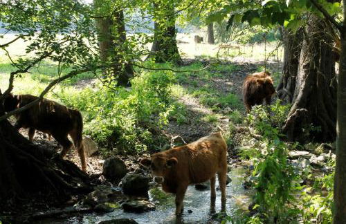 Haus Sabine - Foto 11