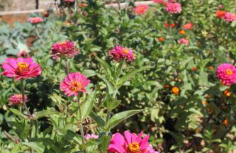 Apartments with a parking space Ugljan - 8404 - Foto 12