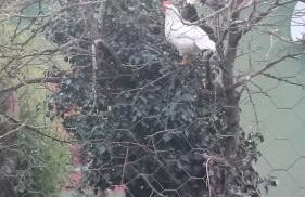 Casa Adela El Tuxu - Foto 29