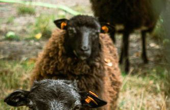 Agroturystyka Zaborski Sad - Foto 27