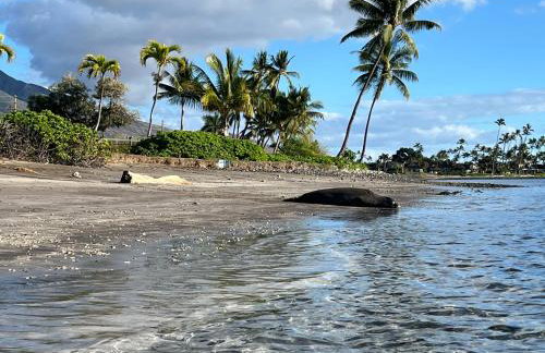 Compass Blue Lahaina - Foto 24
