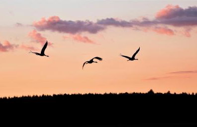 Luxus-Ferienhaus auf Reiterhof ART.Quartier - Foto 29