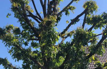 Bel Art Etage mit großem Parkplatz - Foto 28