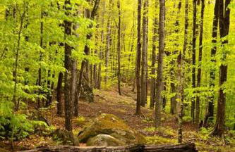 Treehouse in Maine woods- The Grand Oak - Foto 23