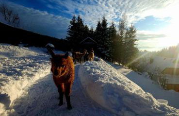 Alpakowy raj - Foto 5