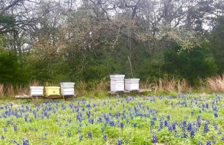 Romantic Cottage Rental on a Beautiful Farm in the Countryside near Austin, Texas - Photo 28