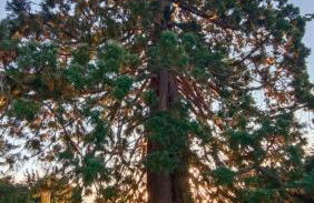 Cosy Er Lann Gîte Séquoïa - Foto 36