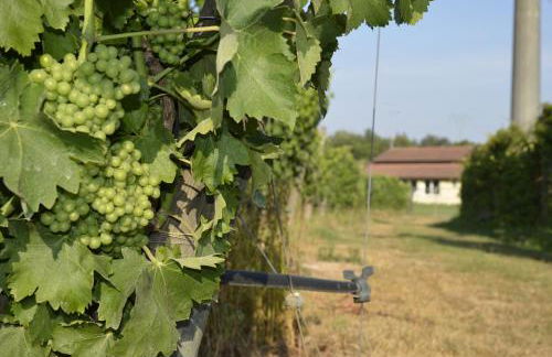 Agriturismo Corte Ambrosio - Foto 47