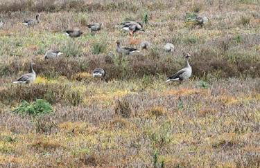 Modrzewiowy Zakątek z balią - Foto 36