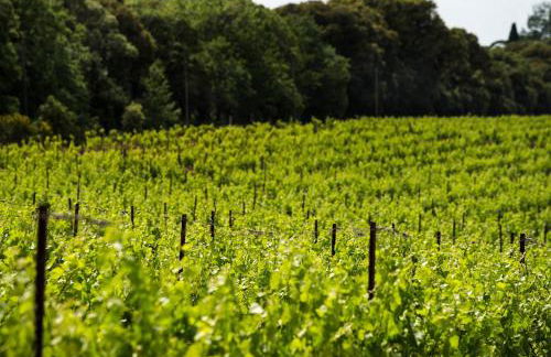 MAS DES VIGNES - View Cité de Carcassonne - Foto 38