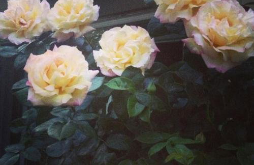 Charming Garden Cottage - Photo 19