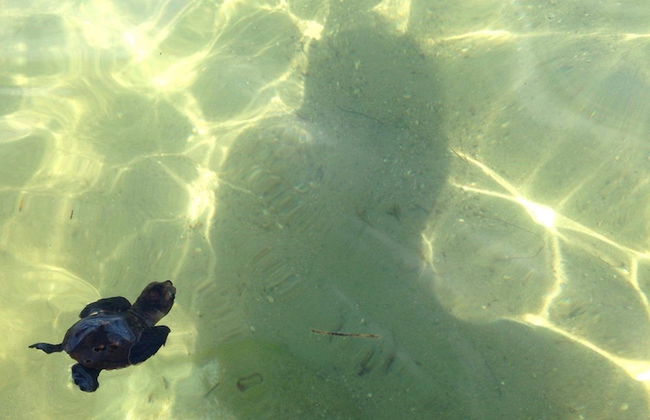 finca beach house and cabana - Foto 31