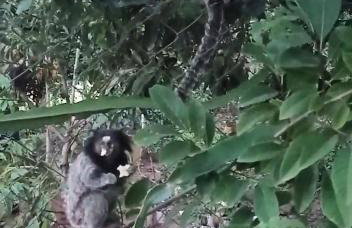 Cantinho do Sossego - Foto 13