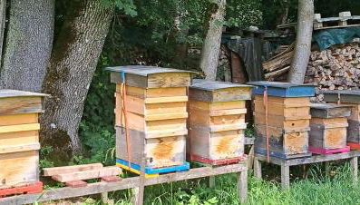 Fewo Wald & Wiese - Foto 4