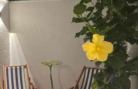 Casa na Praia de Santiago, próxima a Maresias! - Foto 52