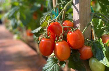 Apartments Villa Lora - Foto 71