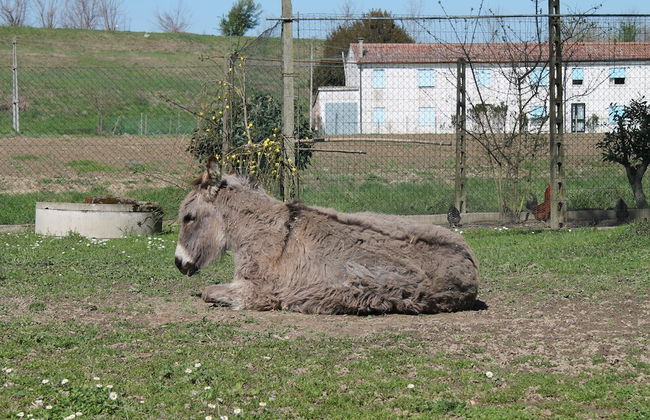 Agriturismo Le Clementine - Foto 18