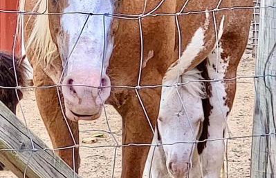 Ol’ Mel’s Farm - Foto 10