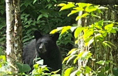 Driftland Cabin sauna, hot tub, pizza oven - Photo 12