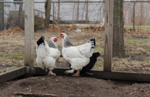 Ottawa Family Nest - Foto 28