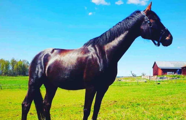 Charming 6 Bedroom House & Horse Farm - Sleeps 12 - Foto 14