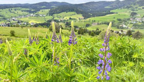 Ferienwohnung Käppeleblick - Photo 5