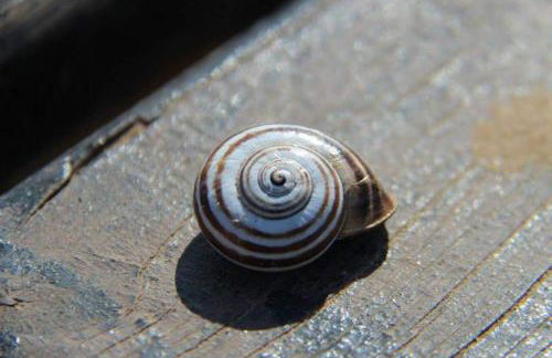 1 Bed House - Garden Wifi Balcony - Foto 14