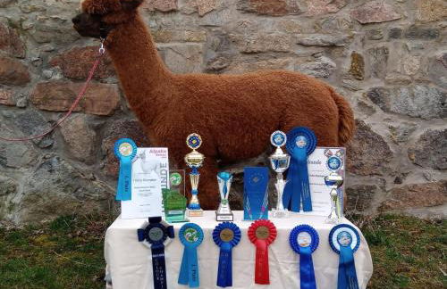 Ferienhaus Alpaka Glück - Foto 44