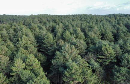 La villa dans les pins - Photo 15