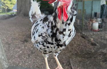 The Snug- A beautiful and characterful property connected to a historic Georgian Manor House - Foto 31