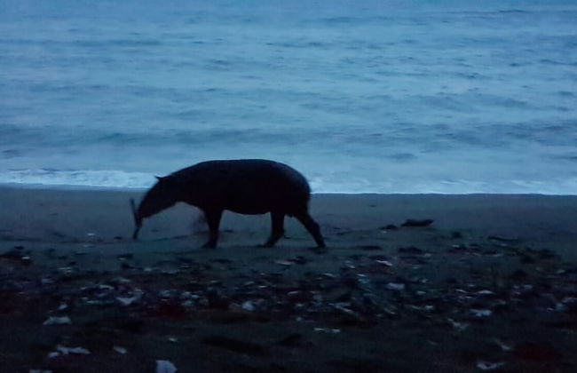 Drake Lapas - Foto 37