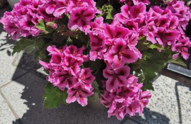 Chiocciola Apartment sul lungomare tremoli, parcheggio gratuito - Foto 25