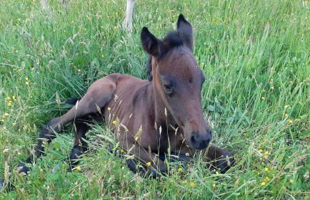 Agriturismo Antica Corte - Foto 26